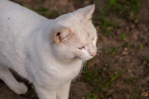 Descubre los neumáticos de verano ideales para tu vehículo