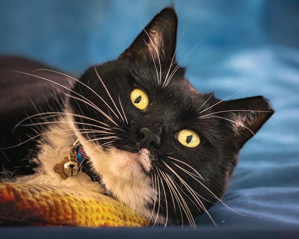 Escapada natural en la dordogne verte: aventura y relax