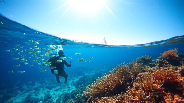 Las mejores escuelas y vivencias de buceo en España