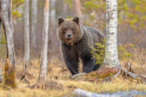 ¿Qué cuidados especiales necesitan las tortugas de agua dulce en invierno?